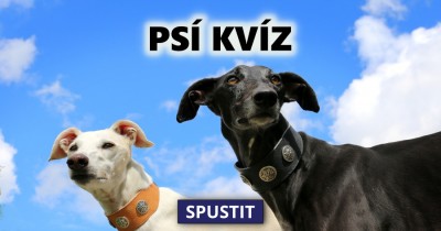 Psí kvíz